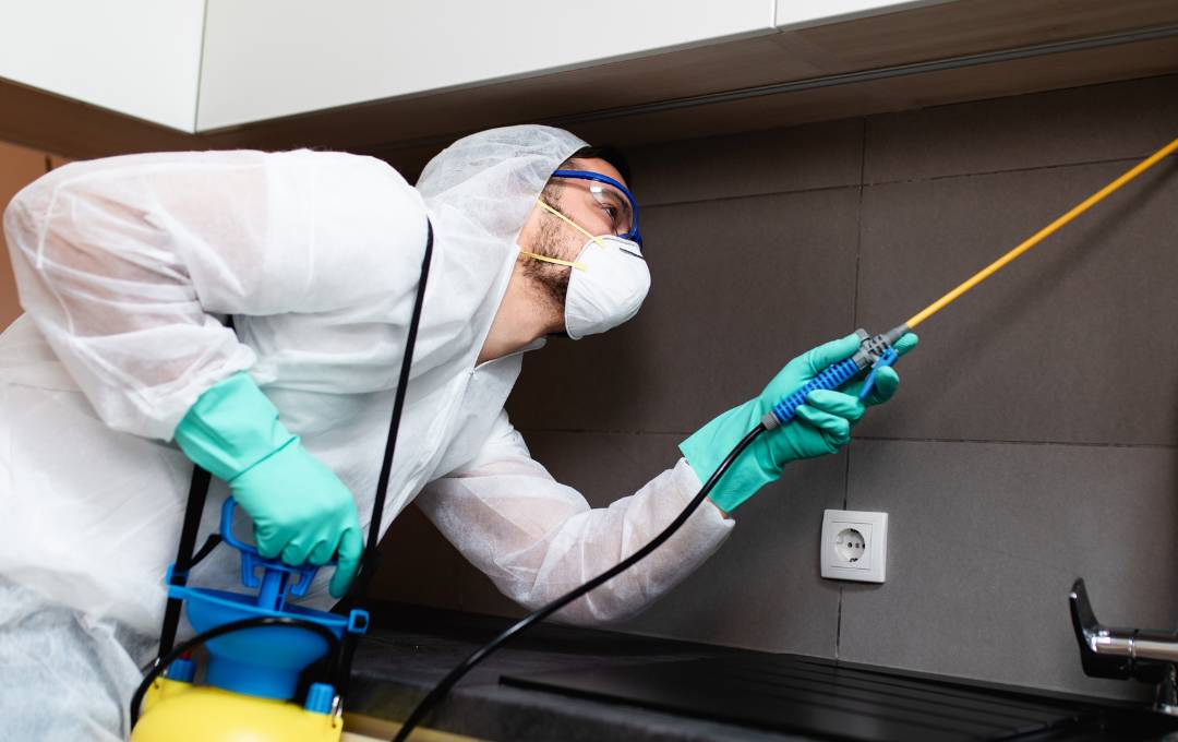 pest control companies atticrewwa.com