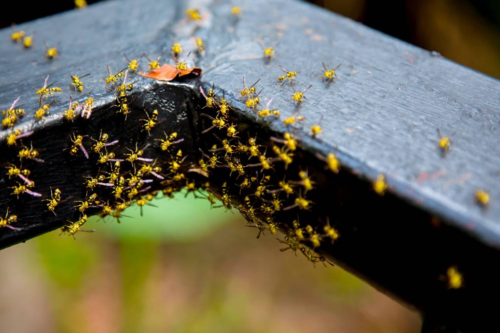 signs of wasps