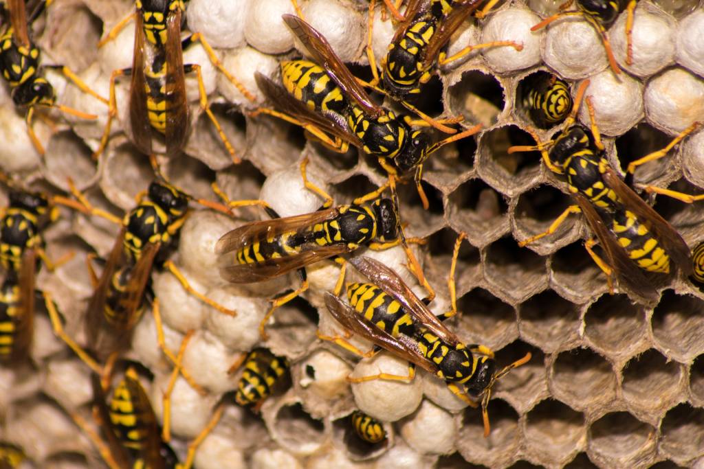 yellow jacket nest