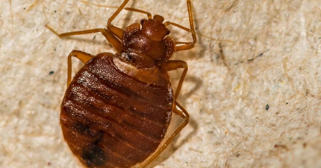 bed bug