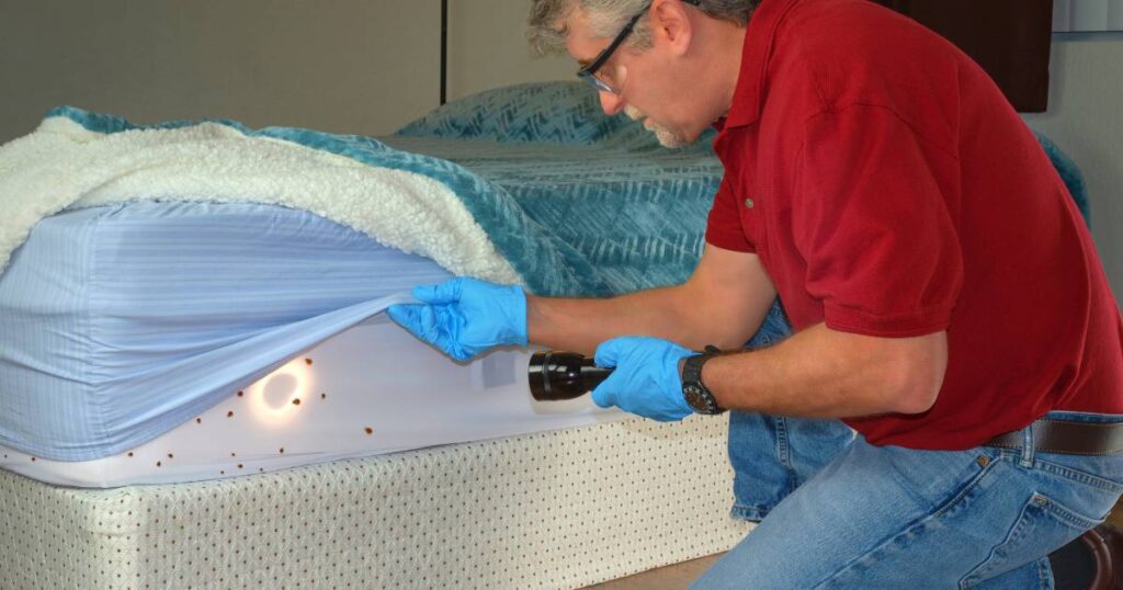 bed bug pest control
