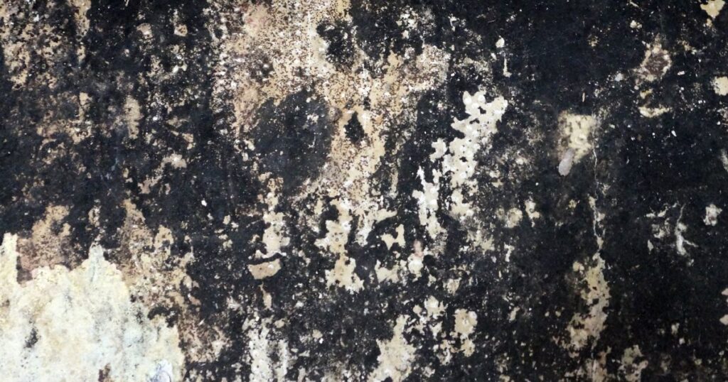_2 black mold