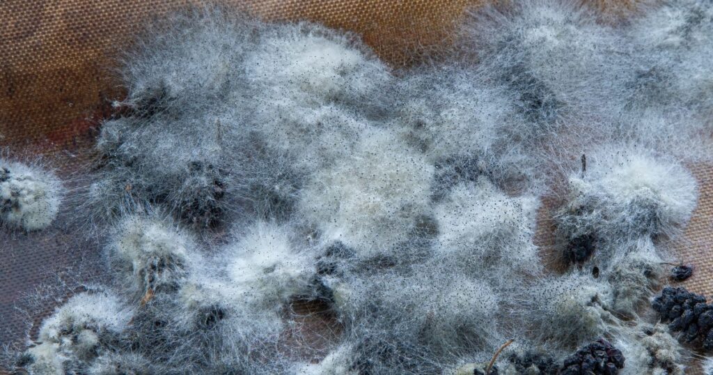 _2 white mold