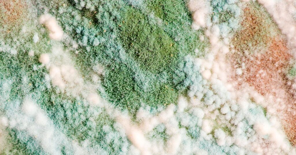 green mold