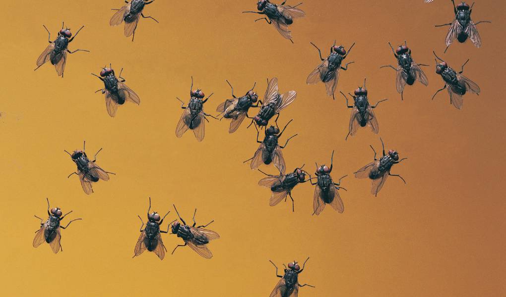 attic flies