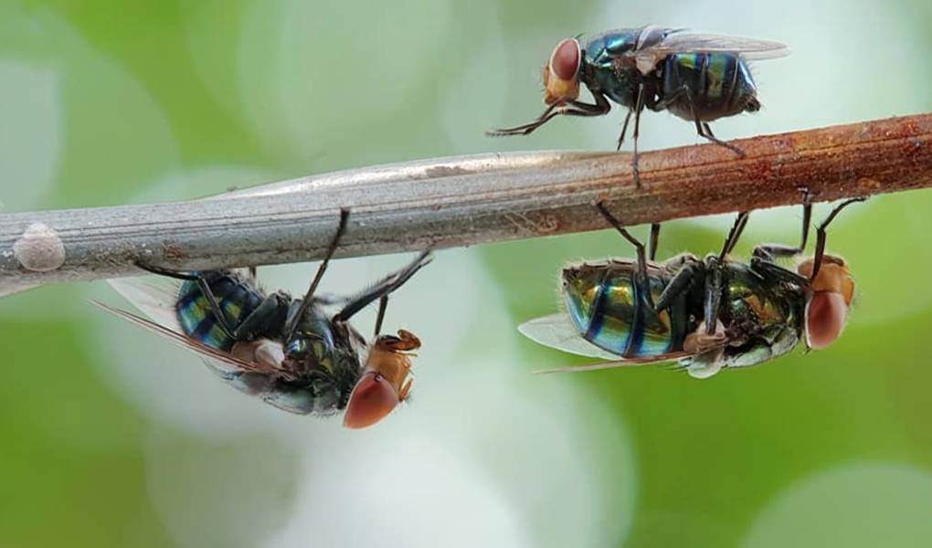 home flies