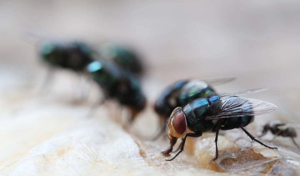 common housefly