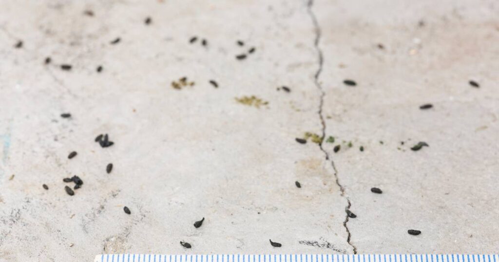 mouse droppings