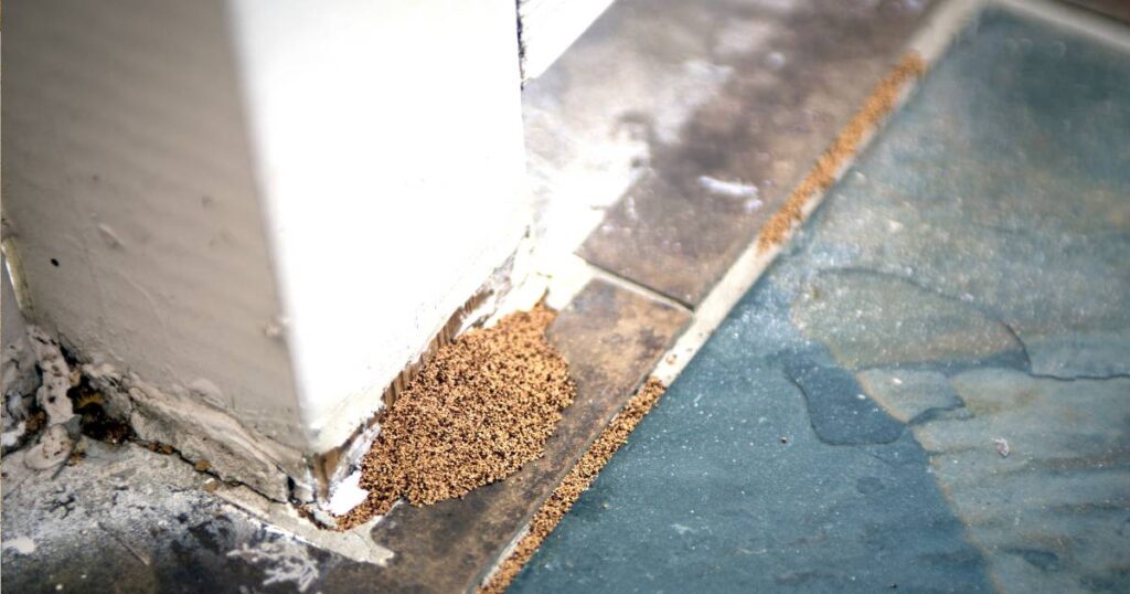 mouse droppings 2