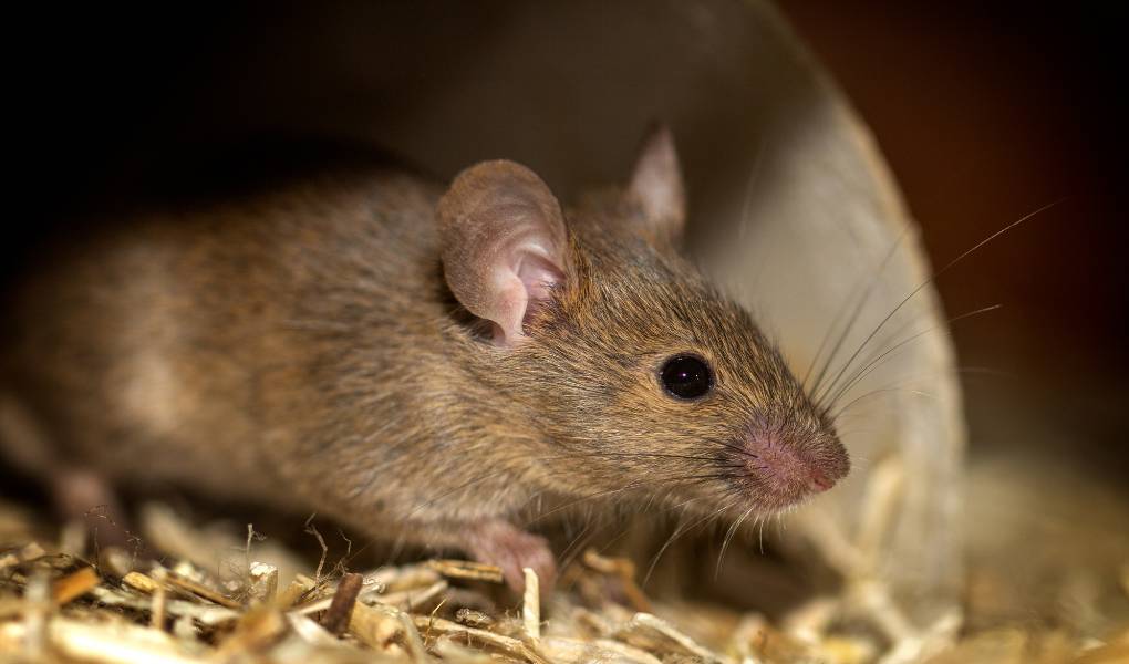 mouse