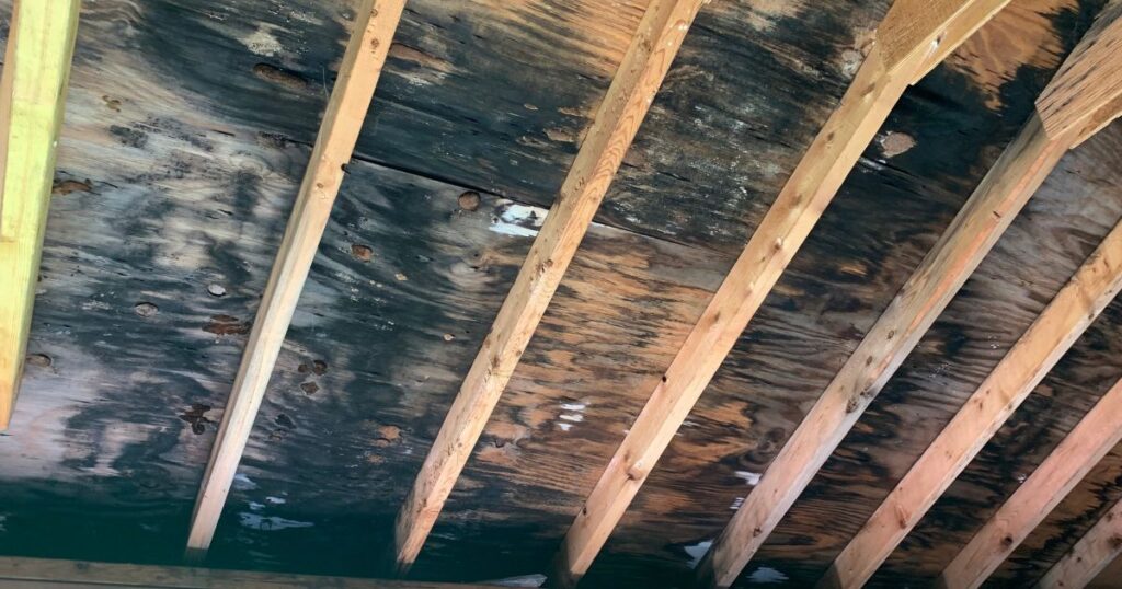 black mold attic