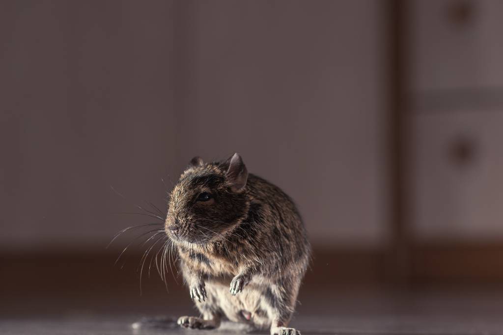 mice bombs