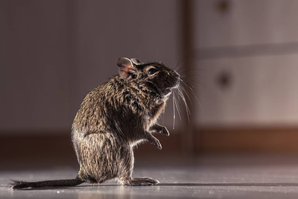 rat bomb