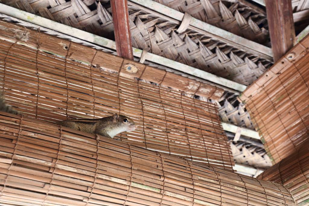 squirrel bomb for attic