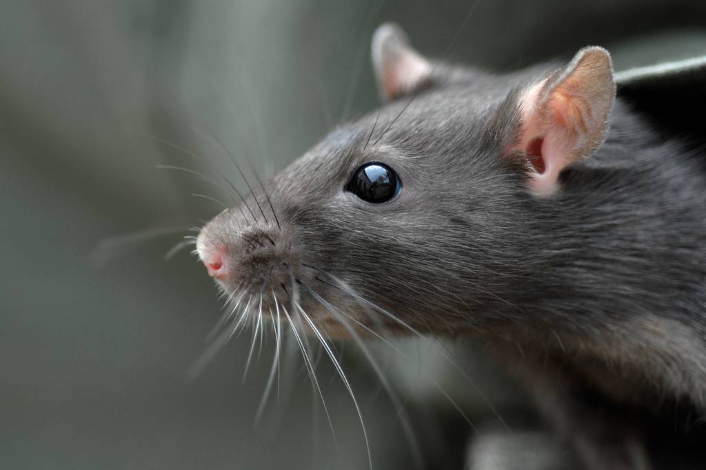 rat problem