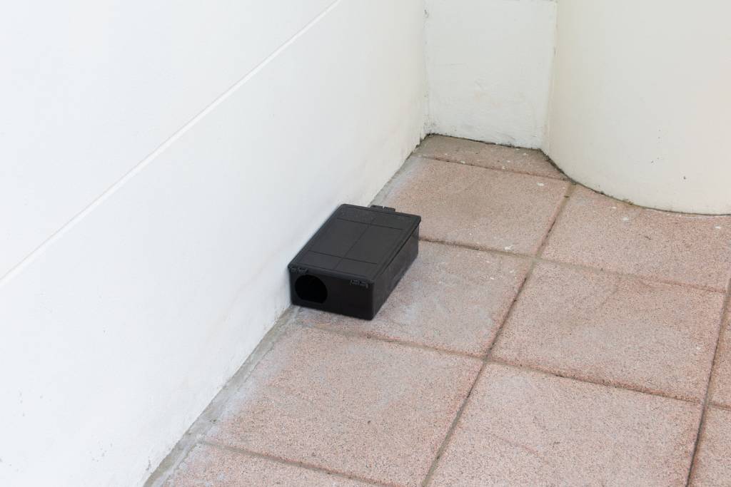 rat trap
